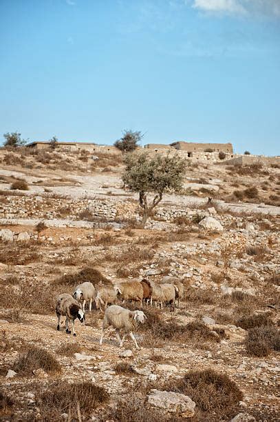 10 Sheep Israeli Culture Israel Pasture Stock Photos Pictures