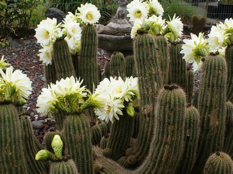 Desert animals have also developed many characteristics that help them to survive in arid environment. Echinopsis schickendantzii | World of Succulents
