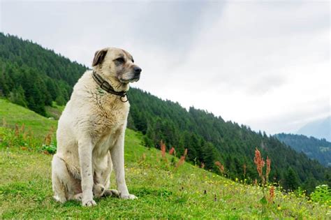 Kangal dogs have a fair reputation in turkey and around the world. Kangal Dog: All About This Protective Breed | Canine Weekly