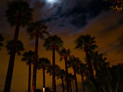 Scottsdale Daily Photo Photo Palm Trees At Night