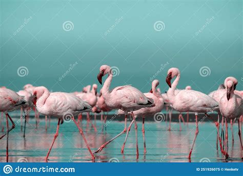 Wild Life Flock Of Pink African Flamingos Walking Around The Blue