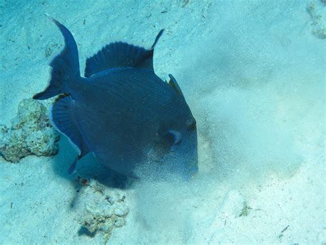 Blue Triggerfish Pseudobalistes Fuscus Blowing Sand To E Flickr