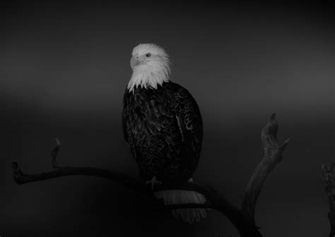 Shane Russeck Bald Eagle 50x60 Black And White Photography Photograph Unsigned Print Art