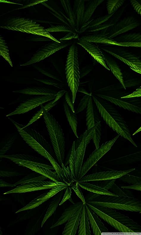Weed Phone Wallpaper Hd Technology