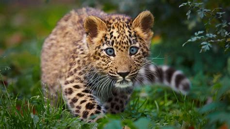 Cute Baby Leopard Wallpapers Top Free Cute Baby Leopard Backgrounds