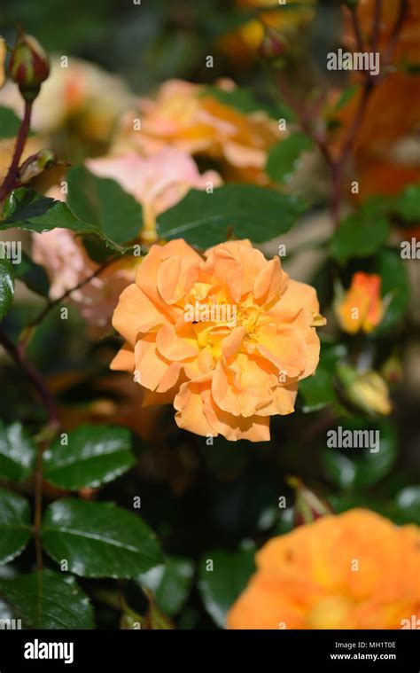 Rose Precious Amber Stock Photo Alamy