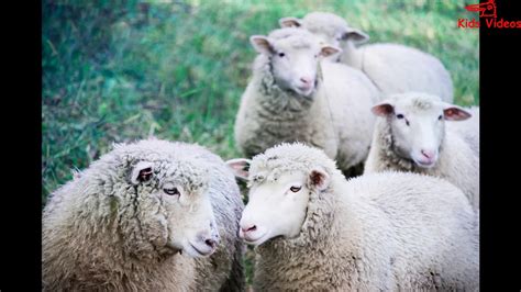 Learn About Animal How Sheep Looks And Sounds Youtube
