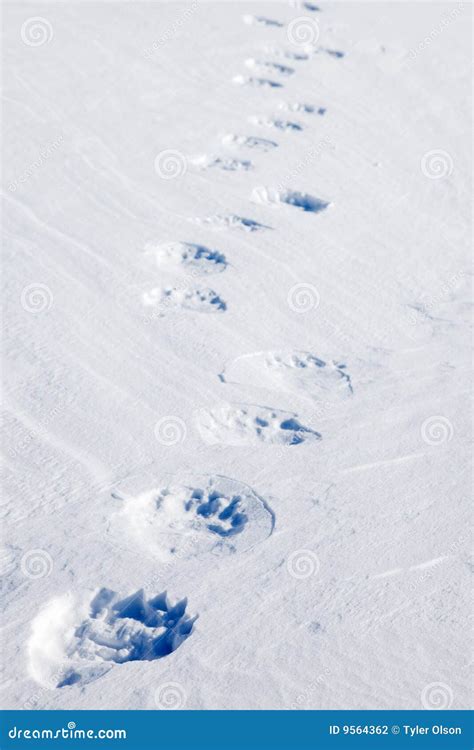 Polar Bear Tracks Stock Photo Image Of Arctic Footprints 9564362