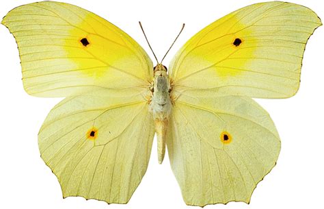 All New Wallpaper Yellow Butterfly Wallpaper