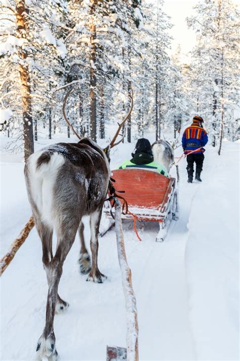 Reindeer Safari In Lapland The Complete Guide