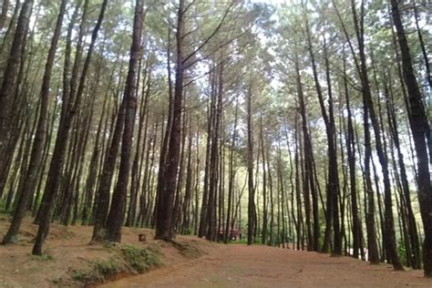 Tamasya Ke Hutan Pinus Kayon Semarang Yuk Harga Tiketnya Nggak Bikin