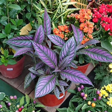 Learn how we've helped investors around the world navigate decades of market change. Plantas de interior - Identificar planta de hojas color morado