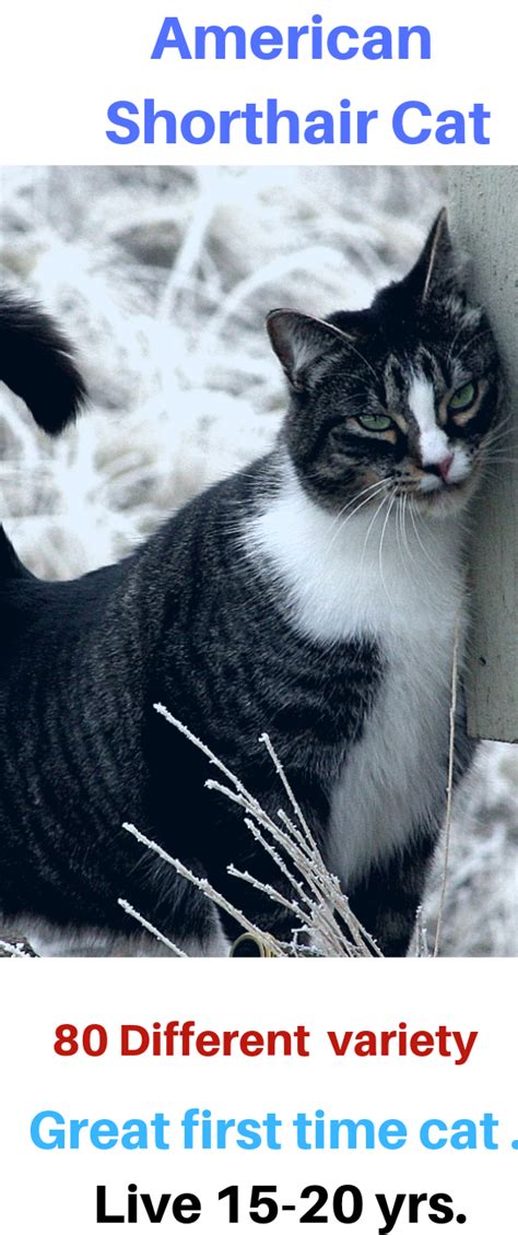 The national cat of france is said to have been selectively bred to have a quiet voice so as not to disturb the carthusian order monks in the they're sometimes called puppycats, but they certainly don't have the energy level of a puppy! American Shorthair cat is social and friendly, very low ...