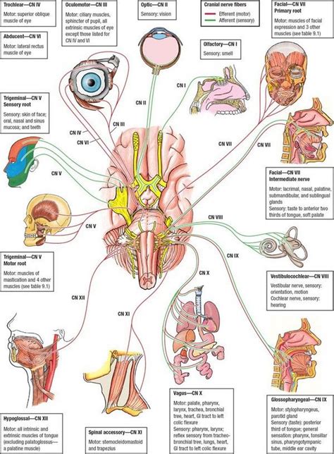 Mnemonics For Cranial Nerves Nerve Auditory Nerve Ix Glossopharyngeal