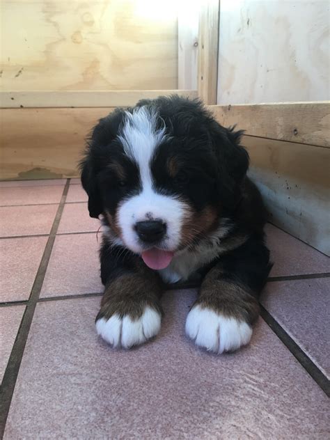 There are 7240 bernese mountain dog for sale on etsy, and they cost $18.27 on average. Bernese Mountain Dog Puppies For Sale | Redding, CT #273416