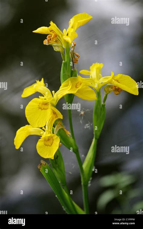 Yellow Flag Or Iris Iris Pseudacorus Iridaceae Stock Photo Alamy