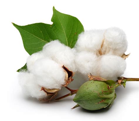 Organic Cotton And The Gots Certification