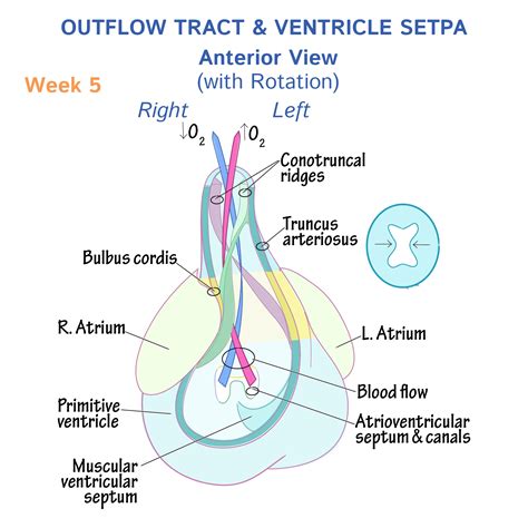 Heart Development Outflow Tract And Ventricle Septa Embryology