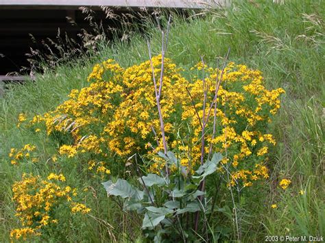 Gardez toujours la teinture mère hypericum perforatum hors de portée et de vue des enfants. Hypericum perforatum (Common St. Johnswort): Minnesota ...