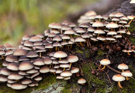 4 Ways To Identify Tree Fungi Go Green Tree And Stump Removal
