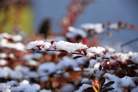 Free Images Nature Branch Blossom Snow Winter Plant Leaf