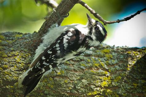 Male and female downy and hairy woodpeckers show different patterns on the back of their heads, with males having red feathers and females lacking the red. Feather Tailed Stories: Downy Woodpecker