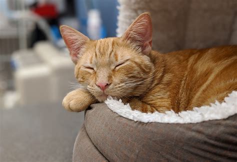 Ginger Cat Asleep In Its Bed