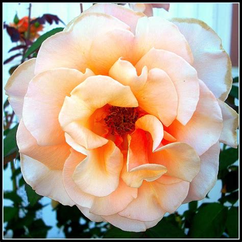 Cabbage Rose 2 Lelisa Flickr