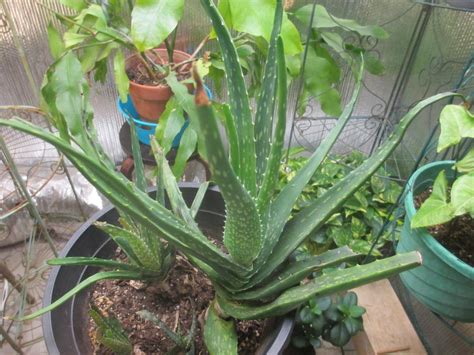 In the course of repotting, you can multiply the houseplant right away. Ask a Question forum→Brown spots on aloe Vera plant ...