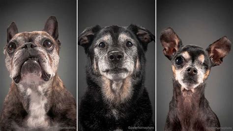 Move Over Young Pups Photographers Senior Pooch Portraits Prove Old