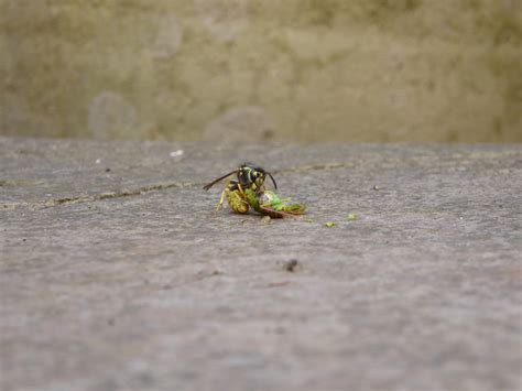 Wasp Devouring A Grasshopper It Swooped Down And Caught Live R