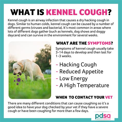 Can A Dog Have Kennel Cough For Years