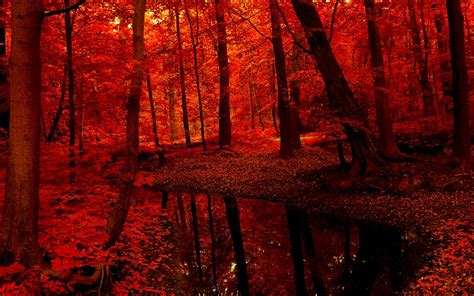 Red Autumn Forest Image Abyss