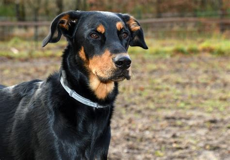 Stunning Black And Brown Dog Breeds