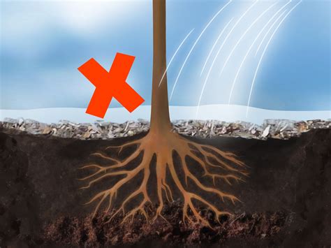 Season for planting fall, winter and early spring are the best times to plant bare root fruit trees. How to Plant Fruit Trees (with Pictures) - wikiHow