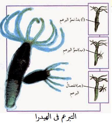 Bab.la is not responsible for their content. الدرس 44 : صور التكاثر اللاجنسى -2- التبرعم | مدونة أحمد ...