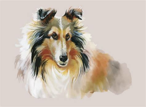 Collie Animal Dog Watercolor Illustration Vector — Stock Vector
