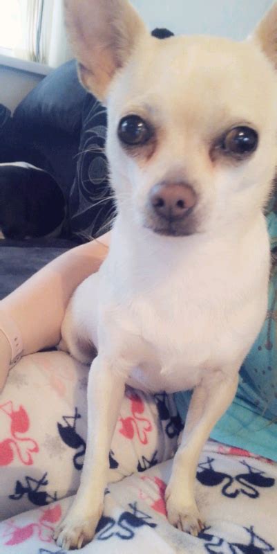 Female Chihuahua Female Chihuahua For Sale In St Mellons Cardiff