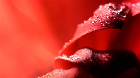 Wallpaper Red Petals Macro Photography Water Droplets 2560x1600 Hd