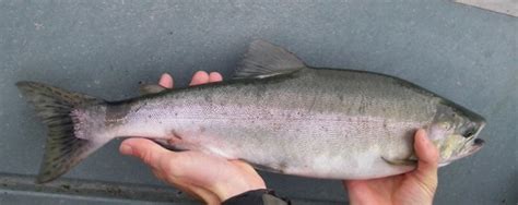 Mercury and the size of wild chinook salmon. Pink Salmon (Oncorhynchus gorbuscha) - FactSheet