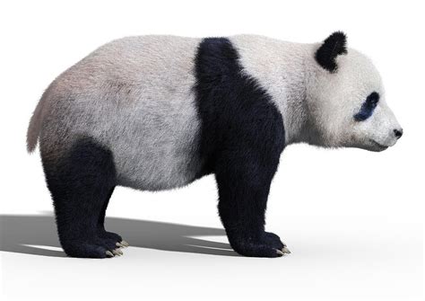 Bear Panda Side White View Digital Art By Martin Cvetkov Pixels