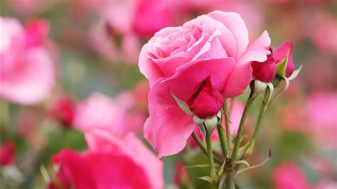 Blur Background Pink Rose Flower 4k 5k Hd Flowers Wallpapers Hd Wallpapers Id 55266