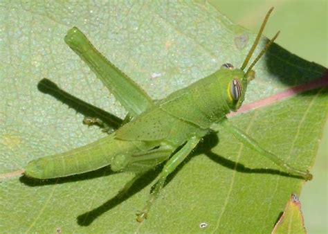 Young Green Valley Grasshopper Schistocerca Bugguidenet