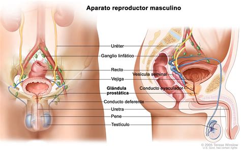 Salud Y Sexualidad Sistema Reproductor Masculino Rosario Campus
