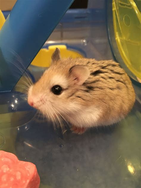 ˗ˏˋ 𝔭𝔦𝔫𝔱𝔢𝔯𝔢𝔰𝔱 𝔦𝔱𝔰𝔩𝔦𝔩𝔶𝔶12 ˎˊ˗ Cute Hamsters Cute Small Animals