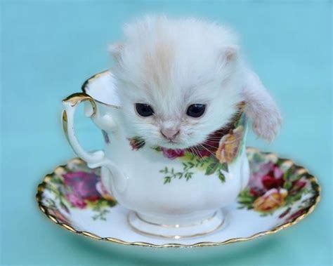 Pin On The Cuteness