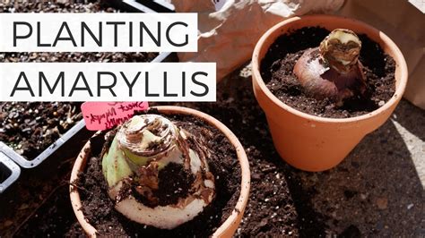 Planting Amaryllis Bulbs In Pots For Christmas Forcing Amaryllis