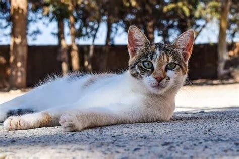 But someone else told me, if the cat goes without eating for to long it can be harmful to their health. How Many Days Can Cats Go Without Food? - Upgrade Your Cat