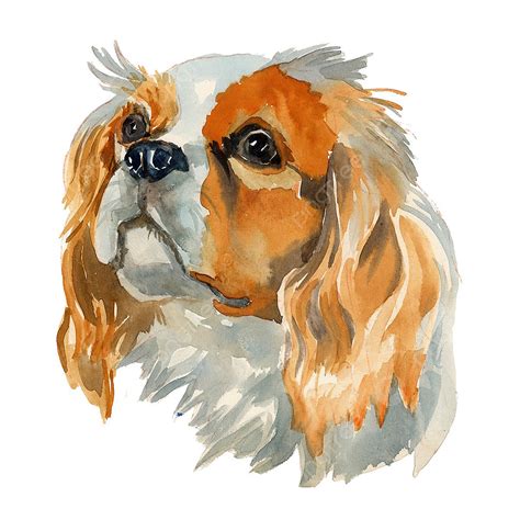 Cavalier King Charles Png Vector Psd And Clipart With Transparent