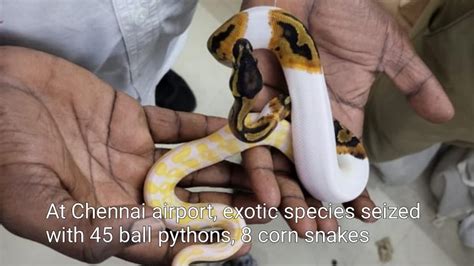 At Chennai Airport Exotic Species Seized With 45 Ball Pythons 8 Corn